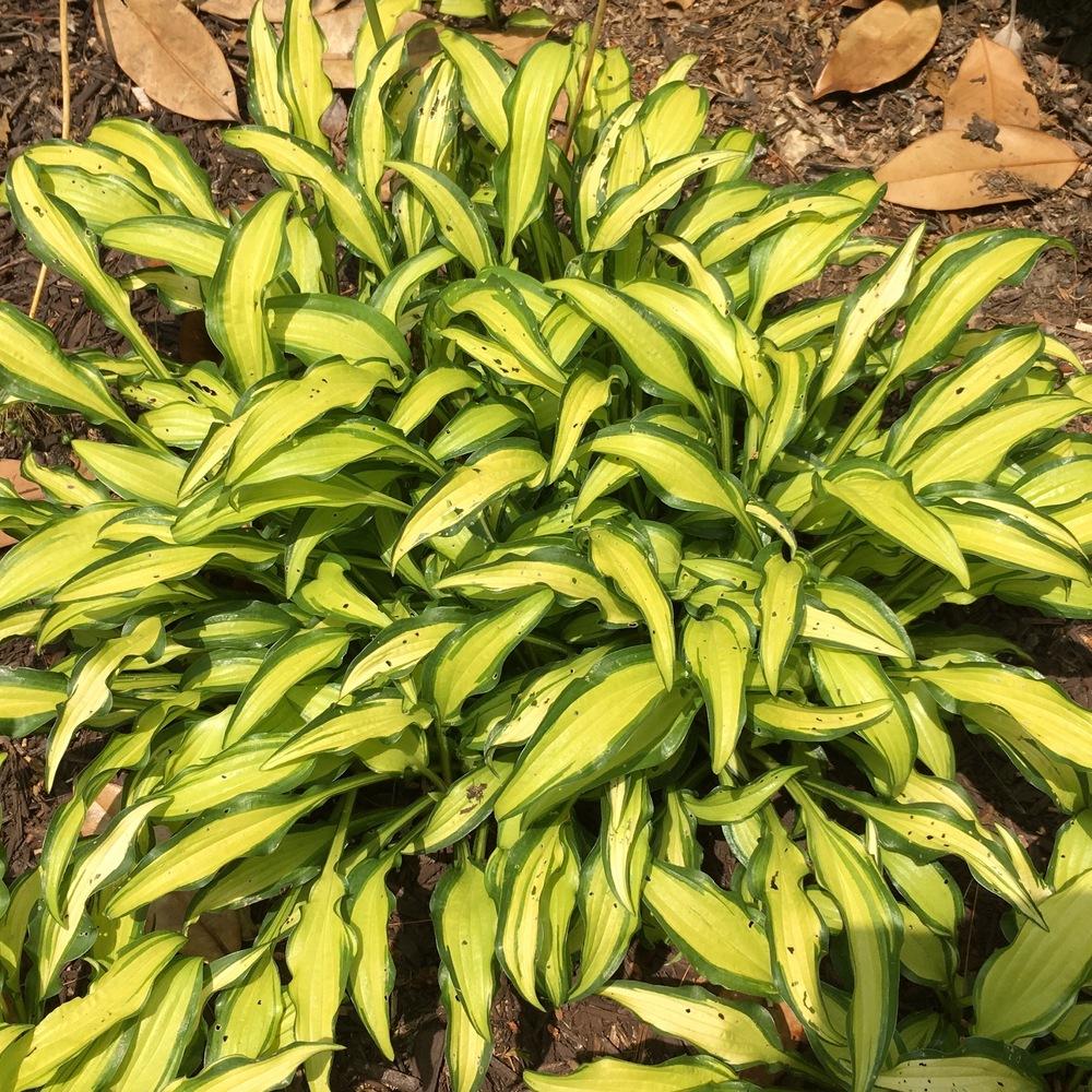Photo of Hosta 'First Mate' uploaded by csandt