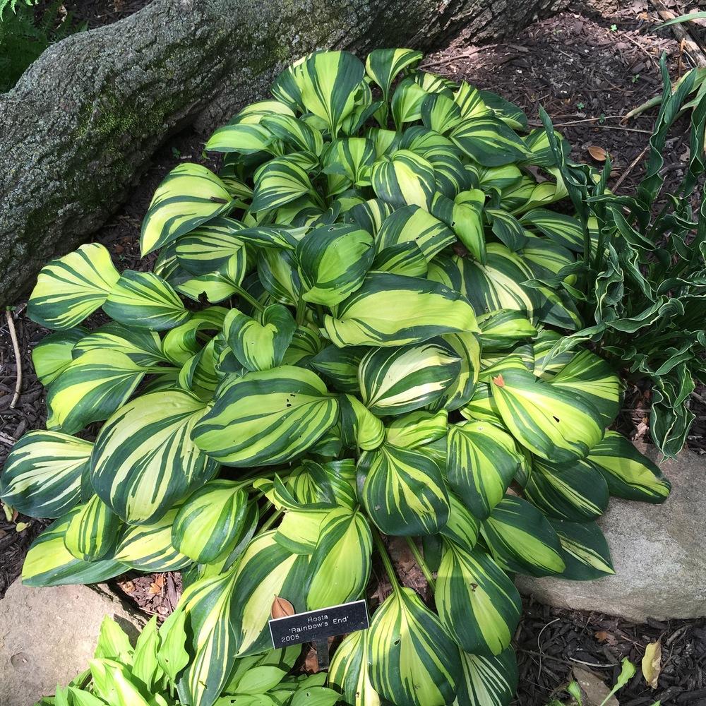 Photo of Hosta 'Rainbow's End' uploaded by csandt