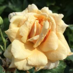 Location: My garden, Pequea, Pennsylvania USA
Date: 2018-06-20
Caramella's irst bloom in my garden
