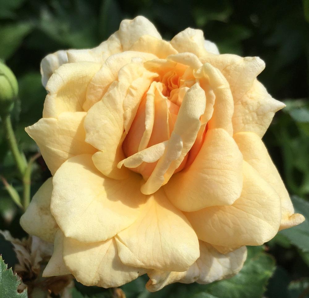 Photo of Rose (Rosa 'Caramella') uploaded by csandt