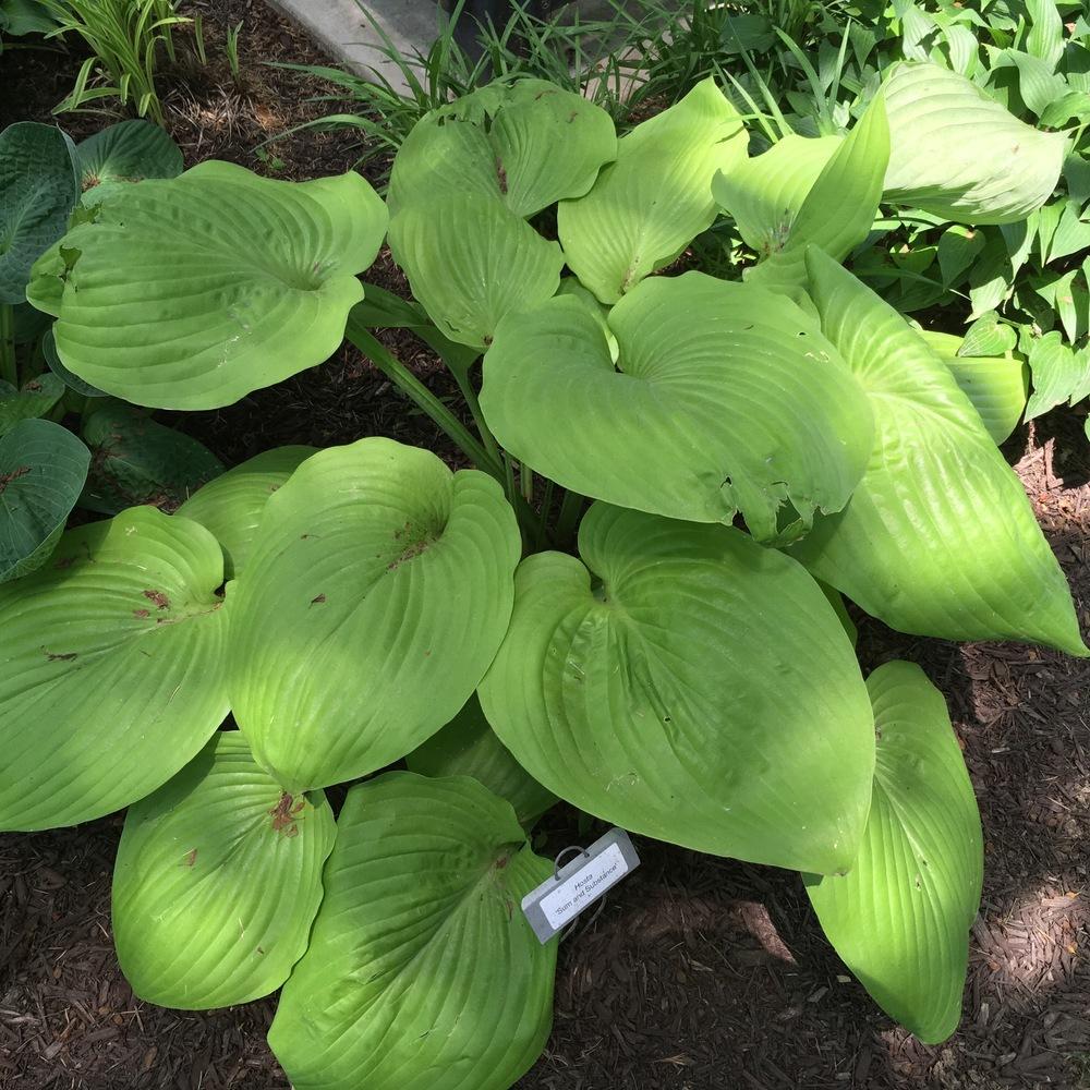 Photo of Hosta 'Sum and Substance' uploaded by csandt