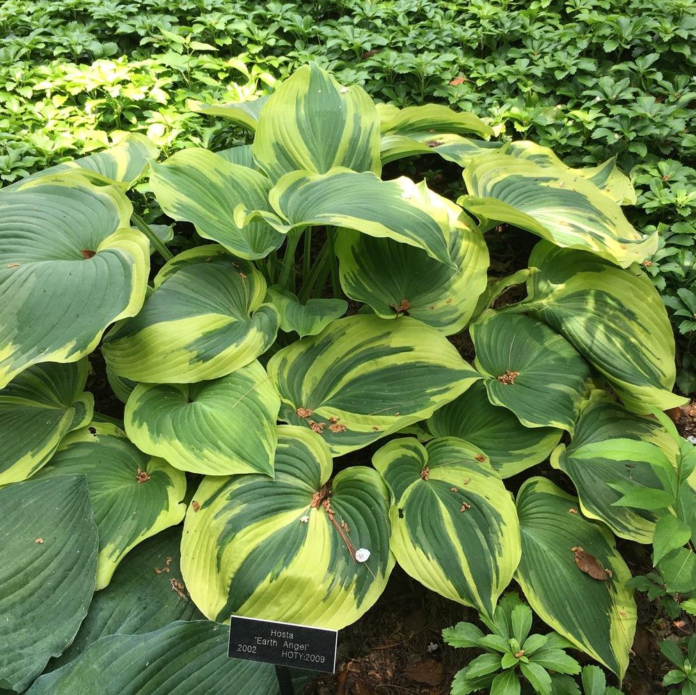 Photo of Hosta 'Earth Angel' uploaded by csandt