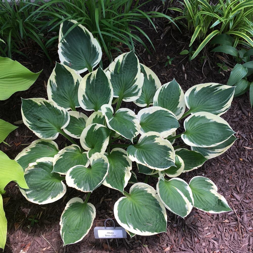 Photo of Hosta 'Brim Cup' uploaded by csandt