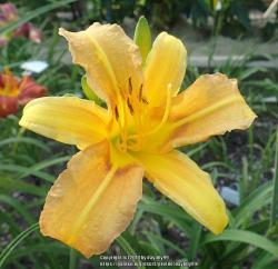 Thumb of 2018-06-20/daylilly99/dcf455