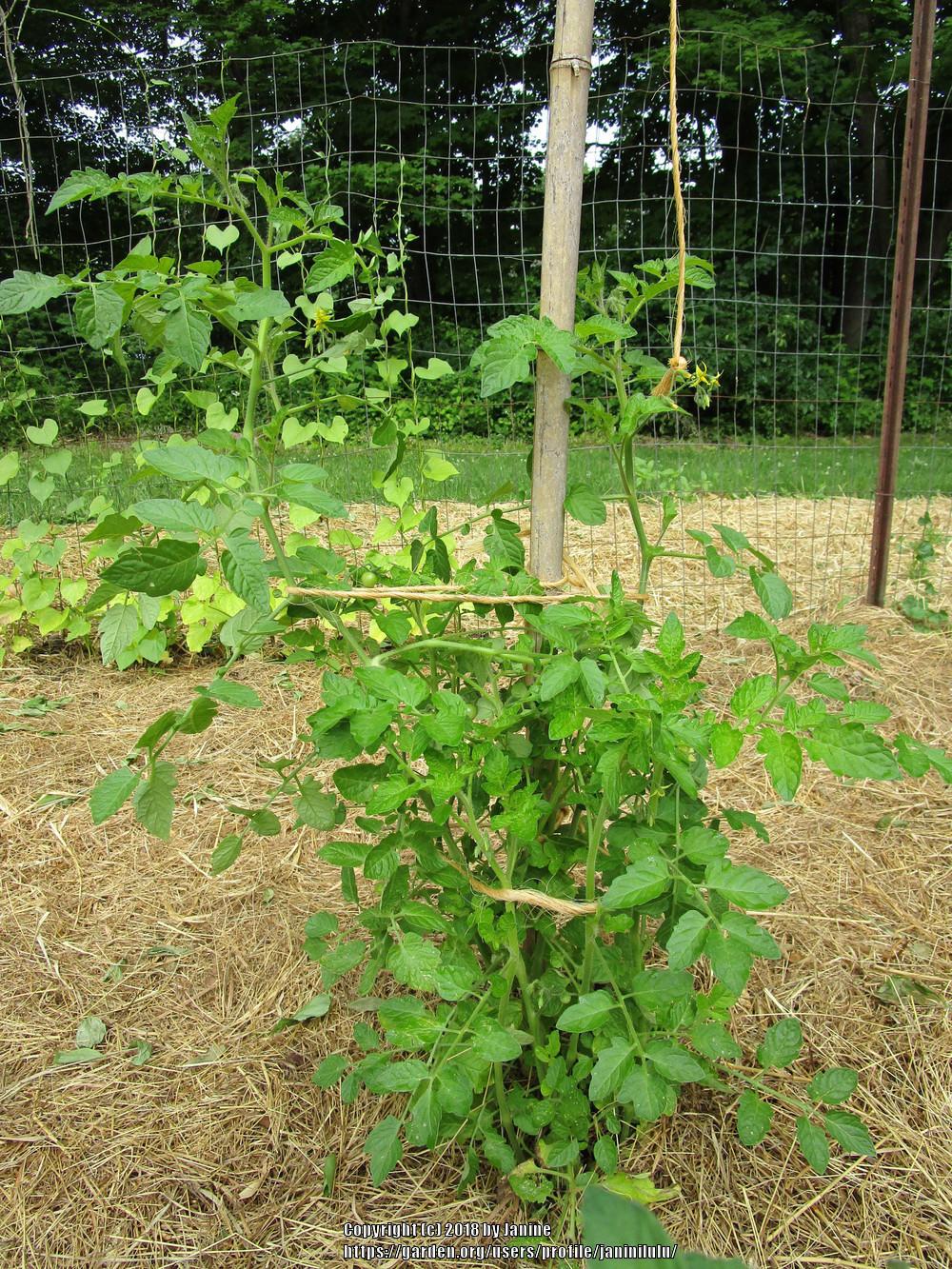 Photo of Cherry Tomato (Solanum lycopersicum 'Mexico Midget') uploaded by janinilulu