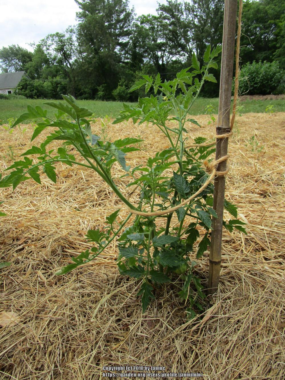 Photo of Tomato (Solanum lycopersicum 'Black Vernissage') uploaded by janinilulu