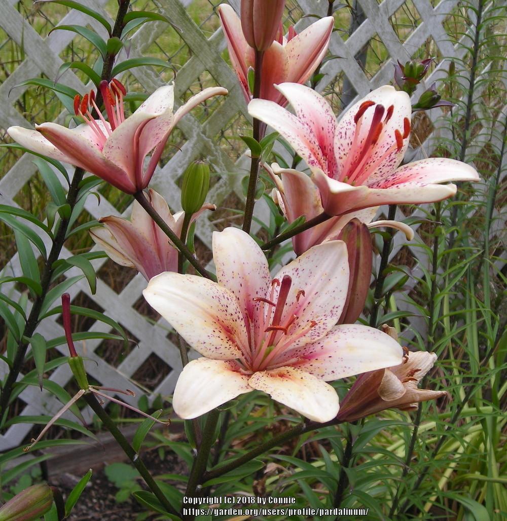 Photo of Lily (Lilium 'Creme Brulee') uploaded by pardalinum