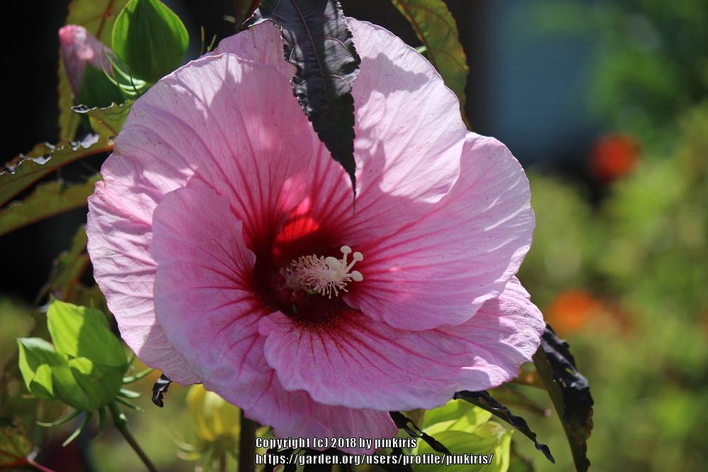 Photo of Hybrid Hardy Hibiscus (Hibiscus Summerific™ Summer Storm) uploaded by pinkiris