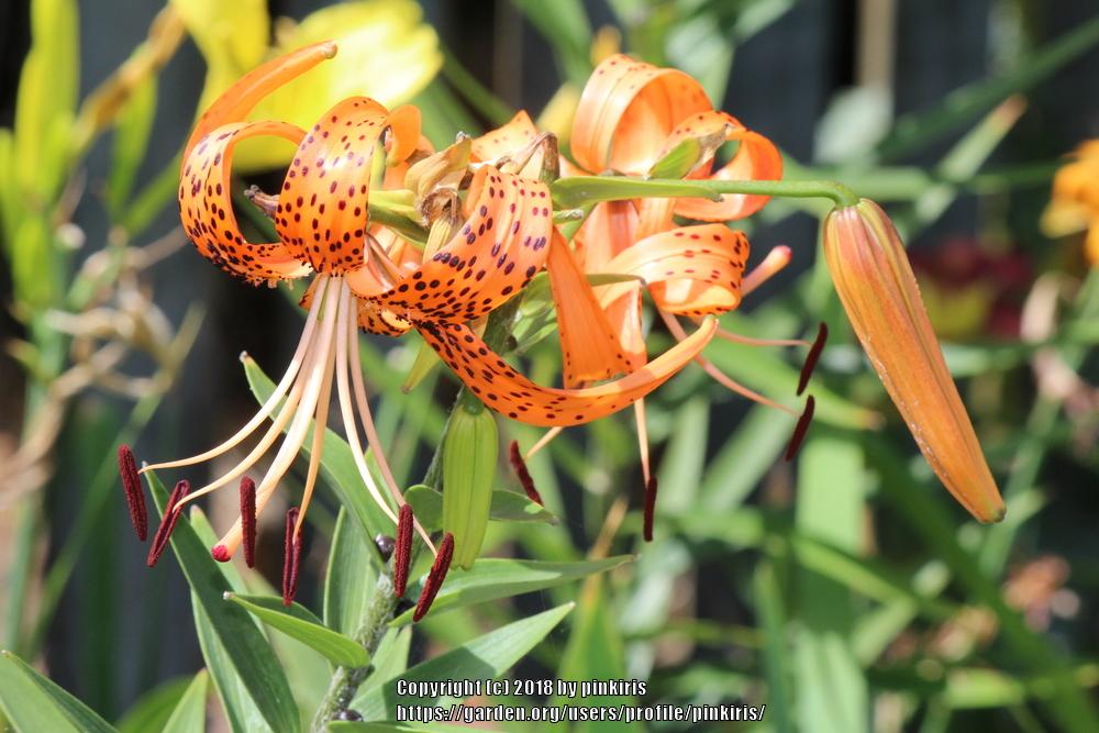 Photo of Tiger Lily (Lilium lancifolium) uploaded by pinkiris