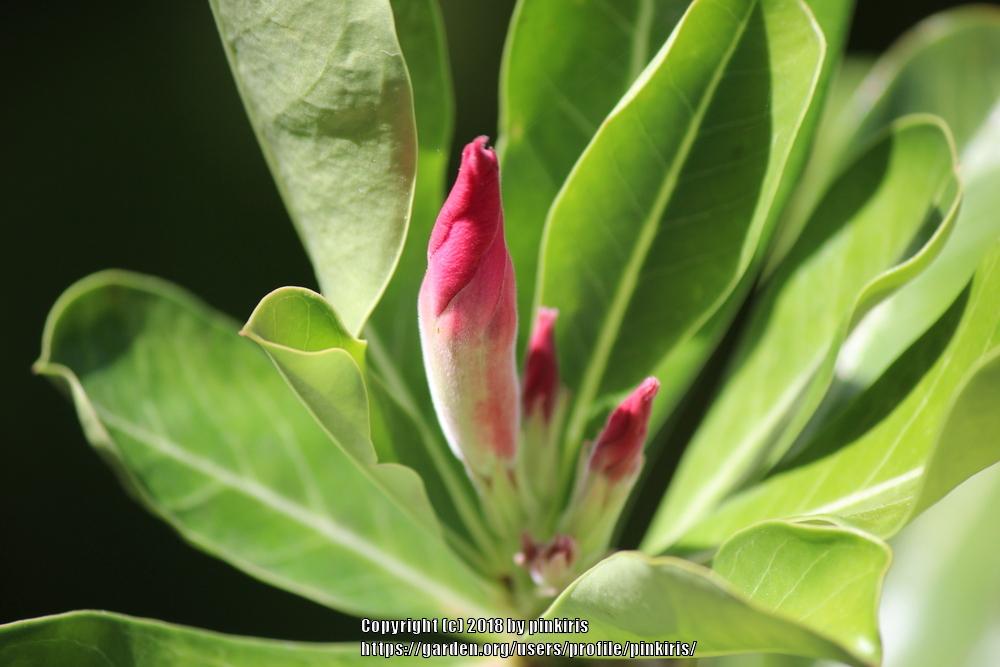 Photo of Desert Rose (Adenium obesum) uploaded by pinkiris