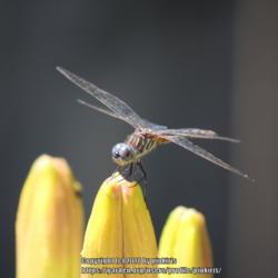 Location: all photos from my gardens
Date: 2018-06-19
always posing for me ...they seem to love having their photo take