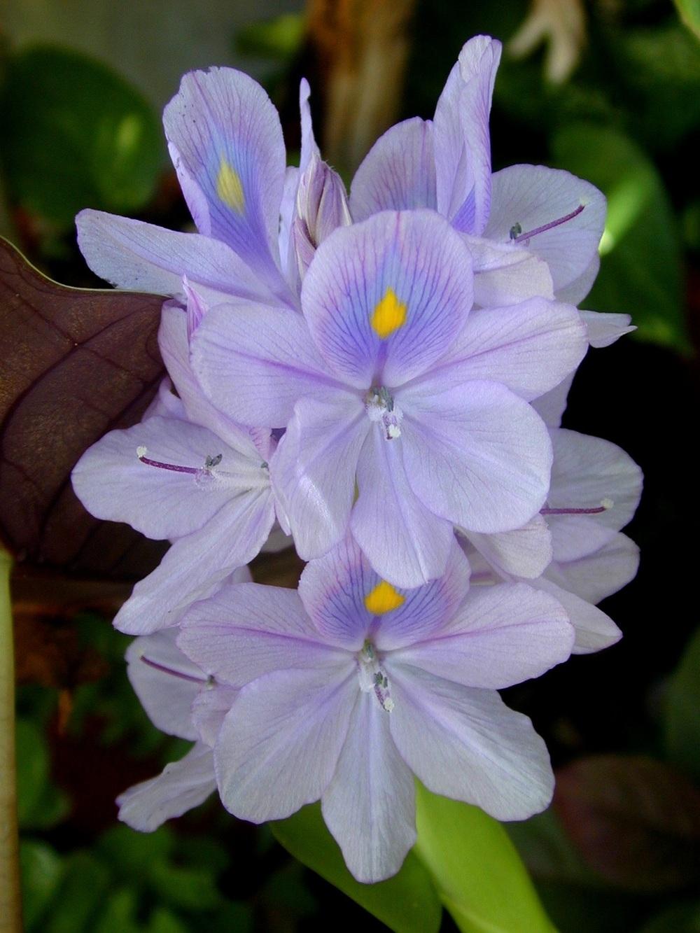 Photo of Water Hyacinth (Eichhornia crassipes) uploaded by plantmanager