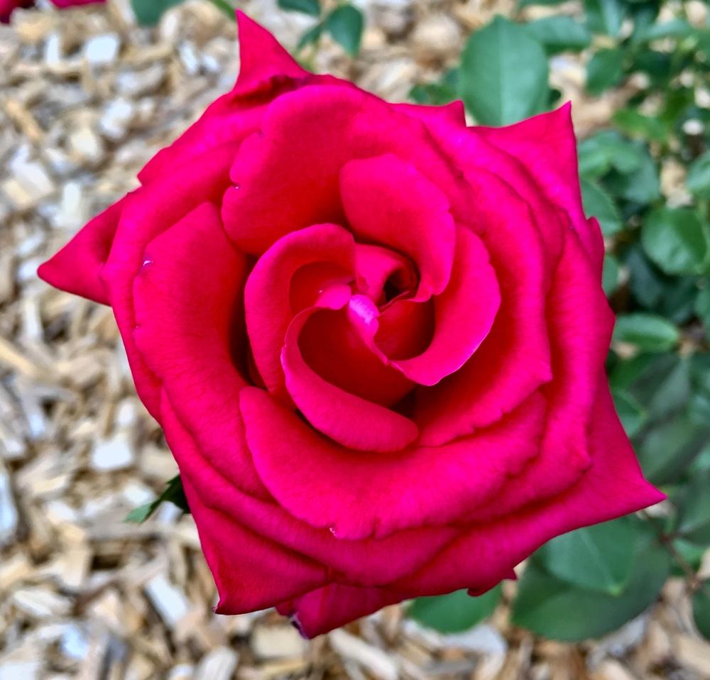 Photo of Hybrid Tea Rose (Rosa 'Mister Lincoln') uploaded by GaNinFl