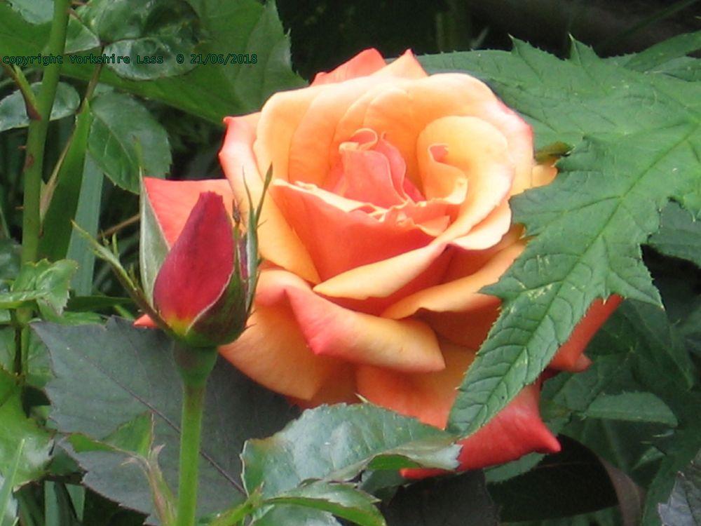 Photo of Rose (Rosa 'Remember Me') uploaded by Yorkshirelass