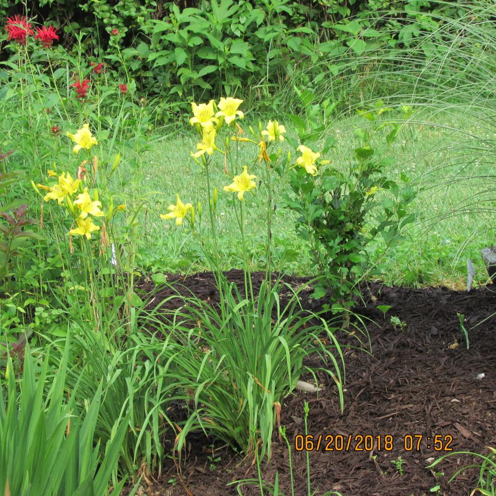 Photo of Daylily (Hemerocallis 'Itsy Bitsy Spider') uploaded by beenthere