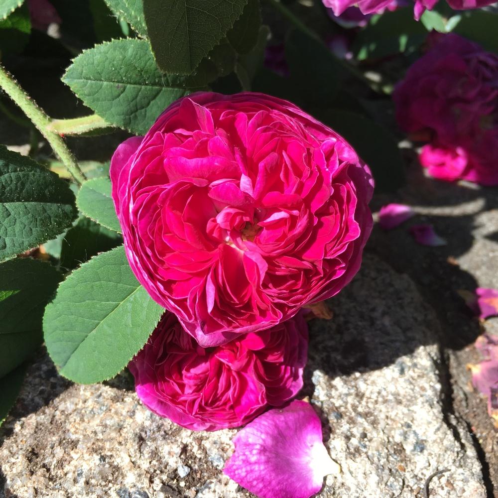 Photo of Gallica Rose (Rosa 'Charles de Mills') uploaded by csandt