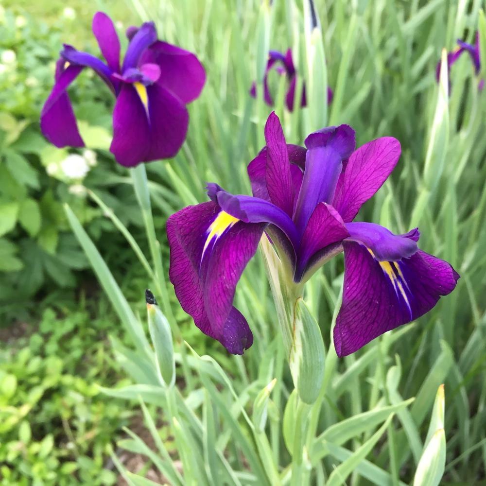 Photo of Japanese Iris (Iris ensata 'Silverband') uploaded by csandt