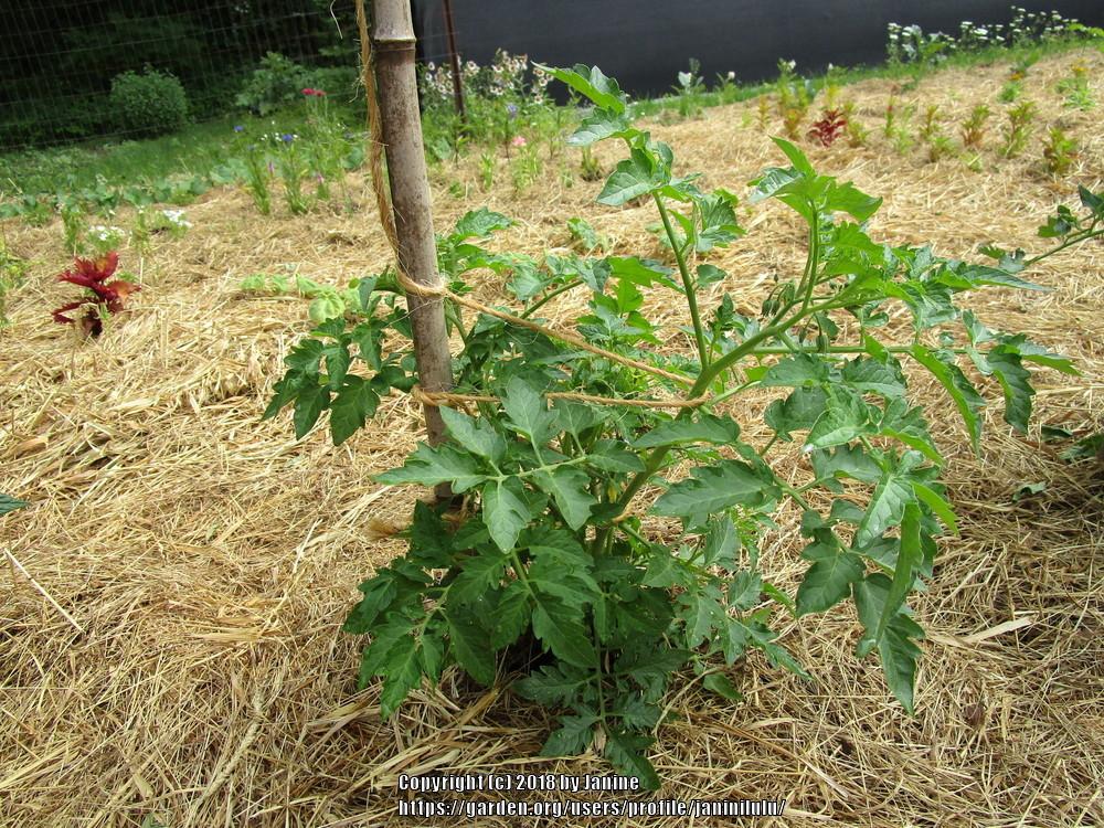 Photo of Tomato (Solanum lycopersicum 'Purple Calabash') uploaded by janinilulu
