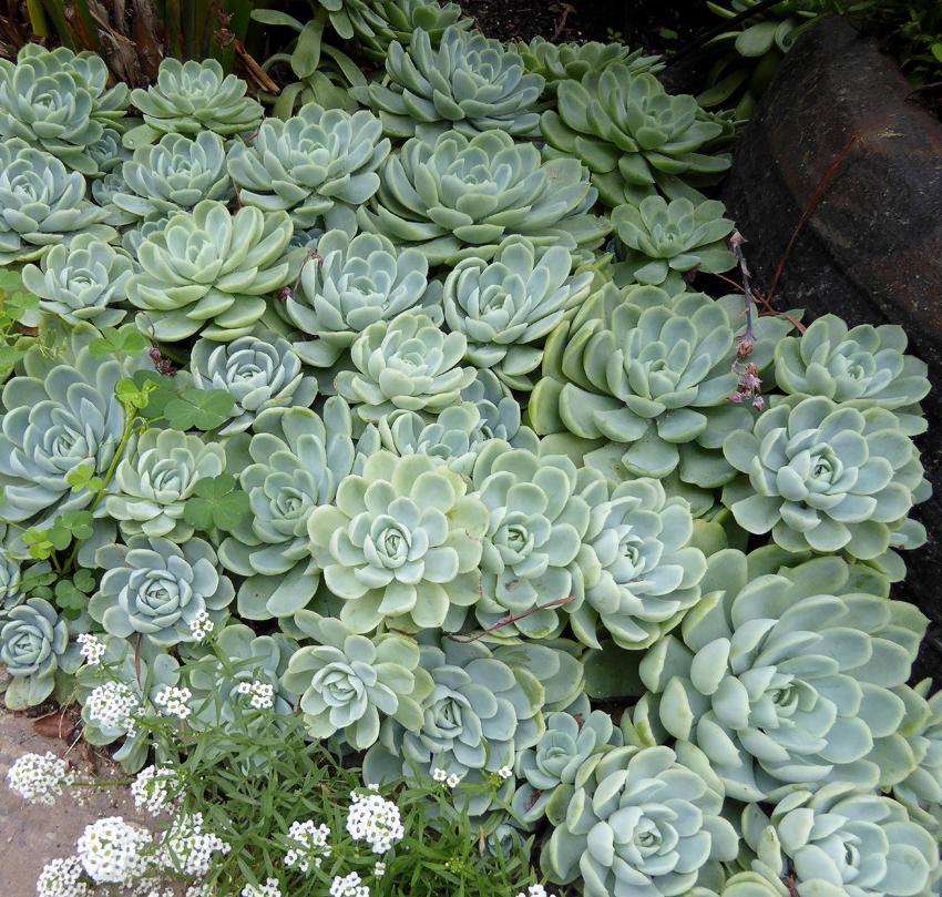 Photo of Mexican Snowball (Echeveria elegans) uploaded by Calif_Sue