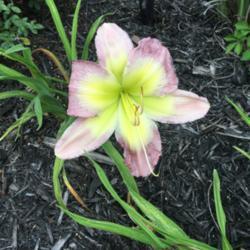 Location: Front yard flower bed
Date: 2018-06-04
Blue Waves daylily