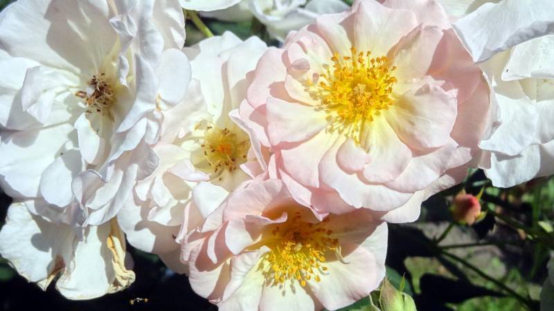 Photo of Rose (Rosa 'Penelope') uploaded by Orsola