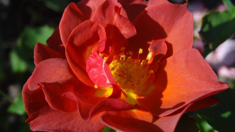 Photo of Floribunda Rose (Rosa 'Cinco de Mayo') uploaded by Orsola