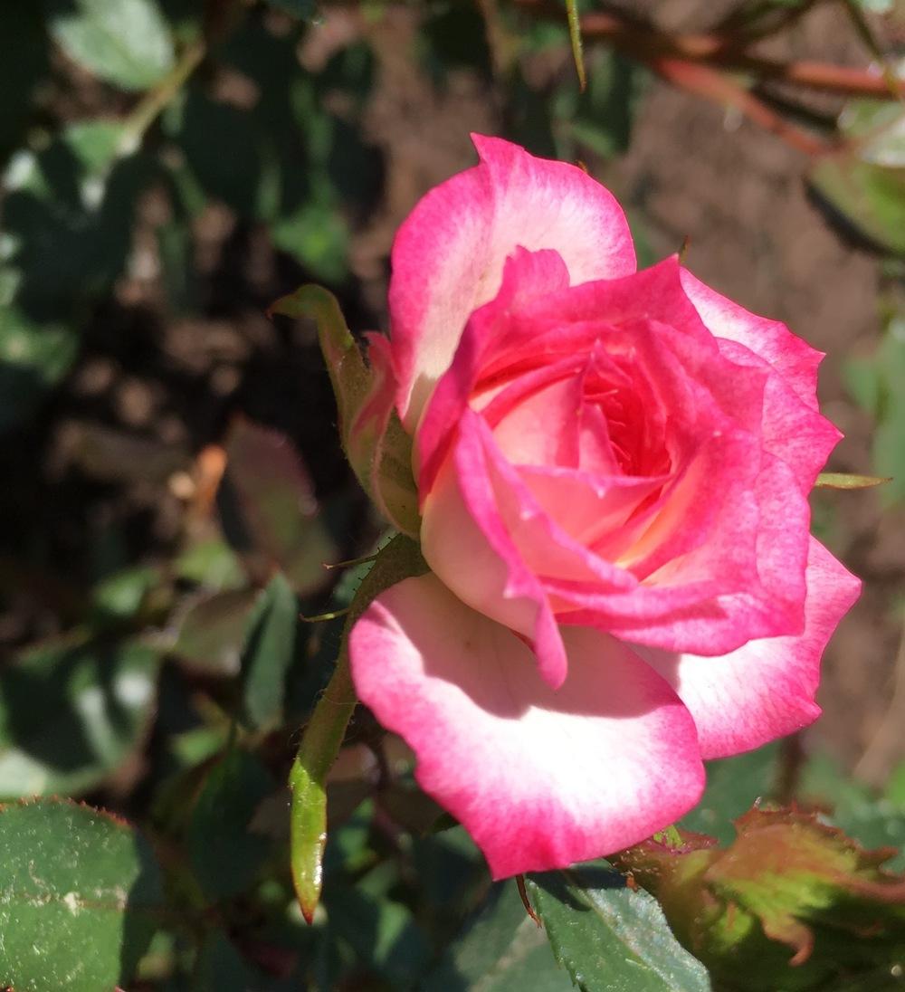 Photo of Rose (Rosa 'Magic Carrousel') uploaded by csandt