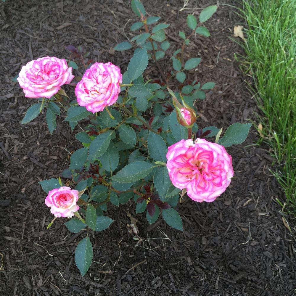 Photo of Rose (Rosa 'Magic Carrousel') uploaded by csandt