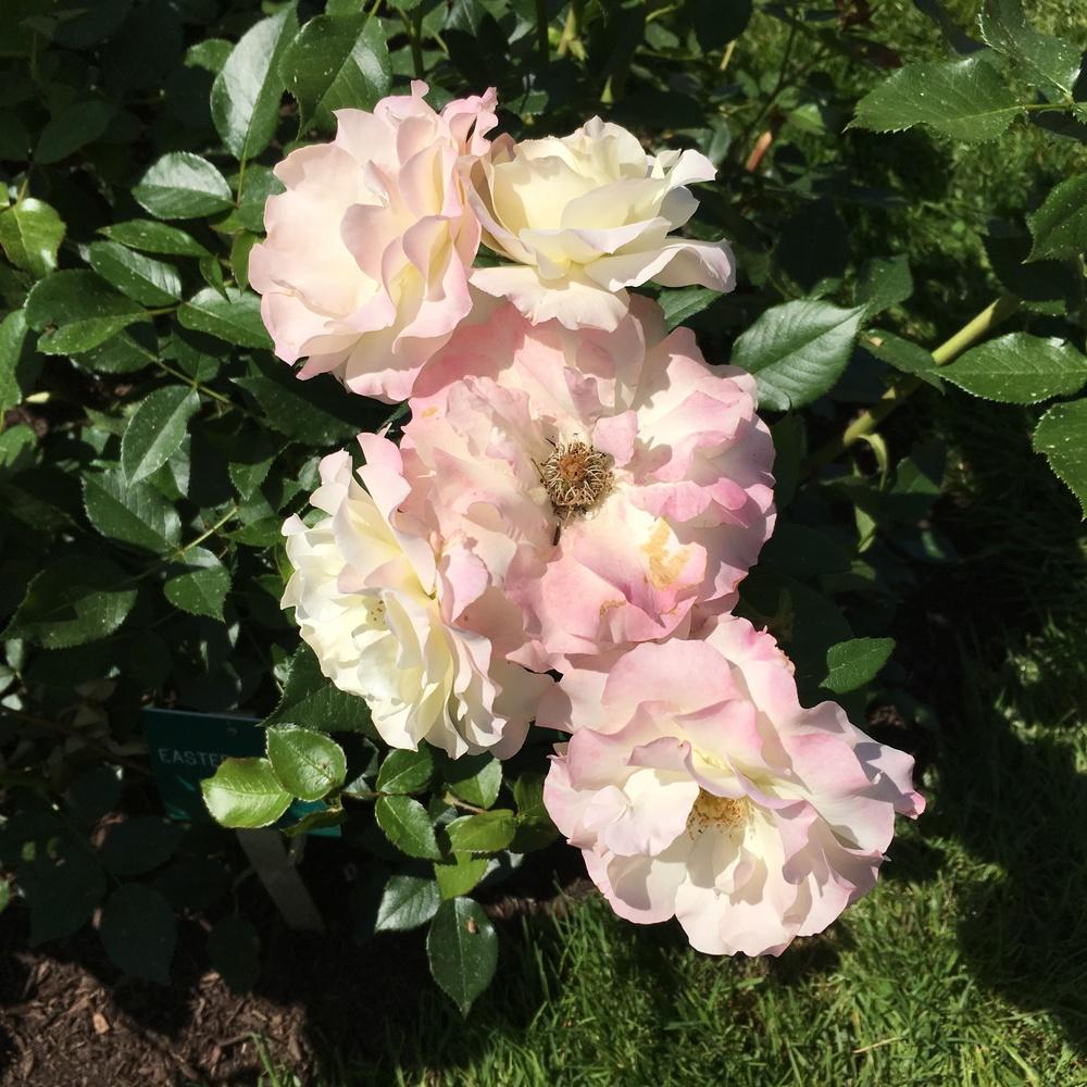 Photo of Rose (Rosa 'Easter Basket') uploaded by csandt