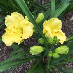 Location: My garden, Pequea, Pennsylvania USA
Date: 2018-06-22
First bloom in my garden