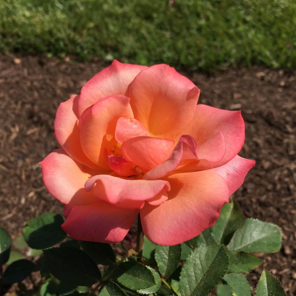 Photo of Rose (Rosa 'Tuscan Sun') uploaded by csandt