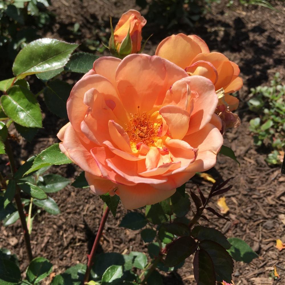Photo of English Shrub Rose (Rosa 'Pat Austin') uploaded by csandt