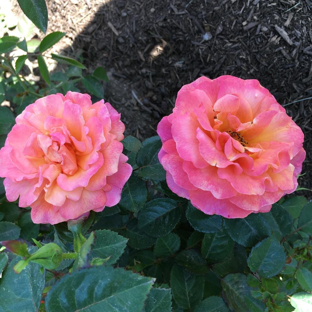 Photo of Rose (Rosa 'Easy Does It') uploaded by csandt
