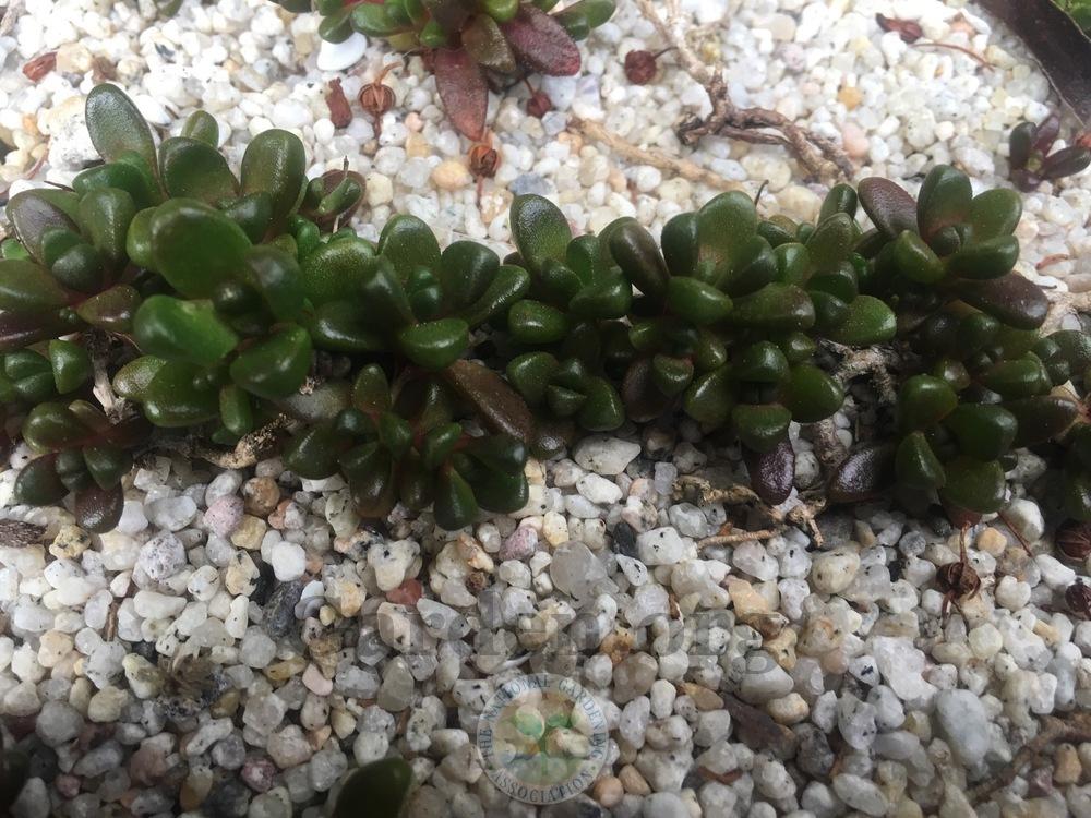 Photo of Ice Plant (Delosperma davyi) uploaded by springcolor