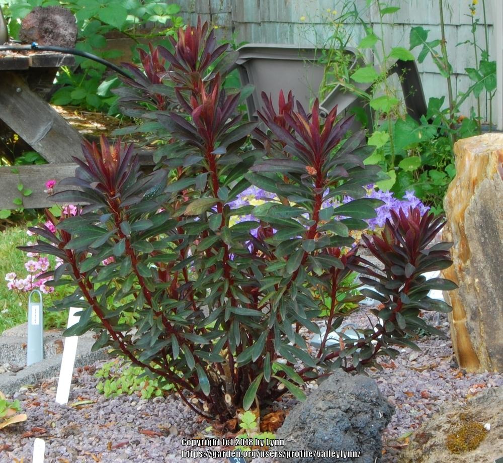 Photo of Euphorbia (Euphorbia x martini Blackbird) uploaded by valleylynn