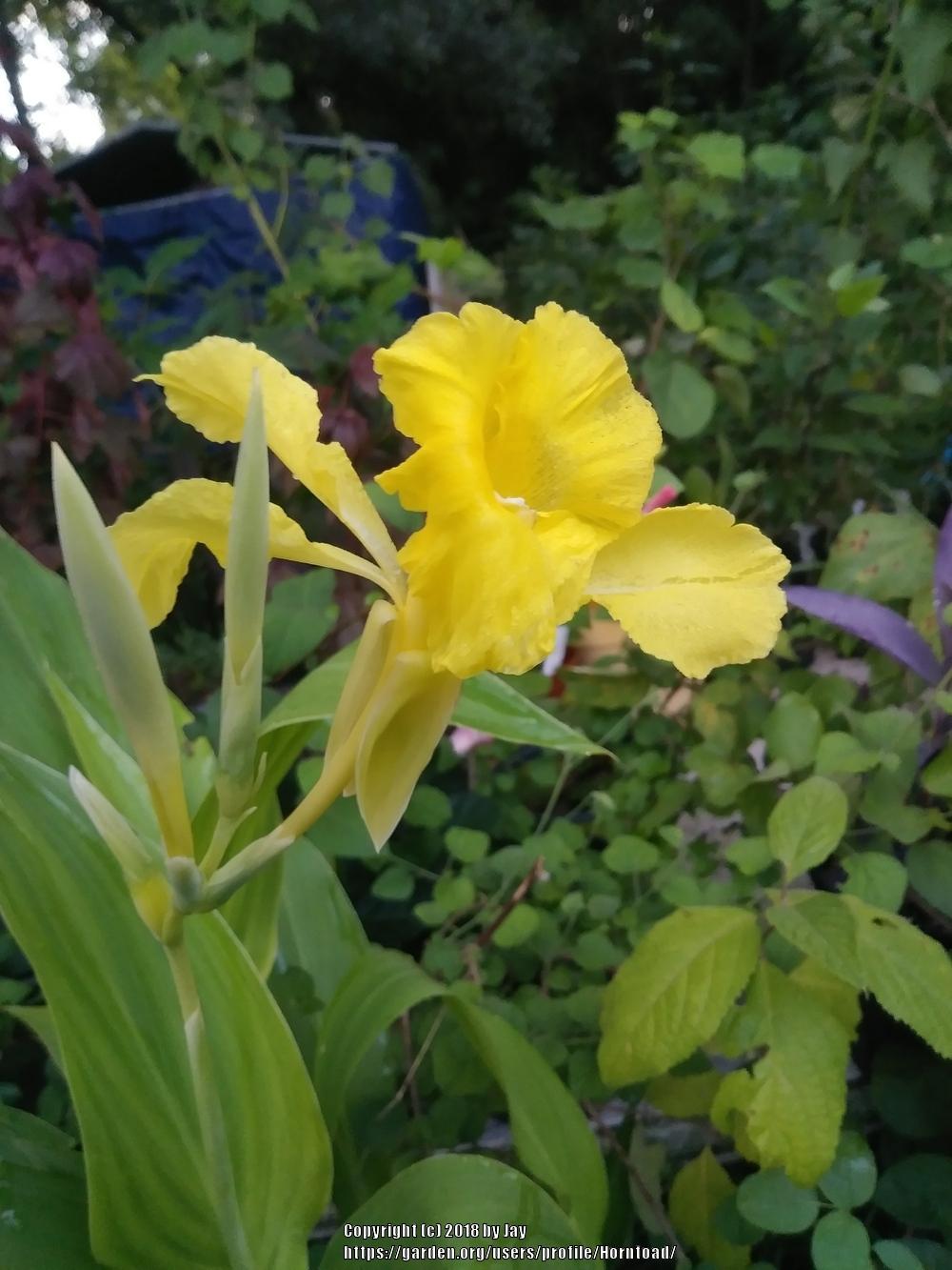 Photo of Bandanna-of-the-Everglades (Canna flaccida) uploaded by Horntoad