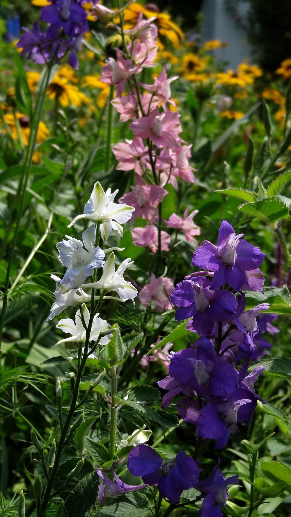 Photo of Larkspur (Consolida ajacis) uploaded by Orsola