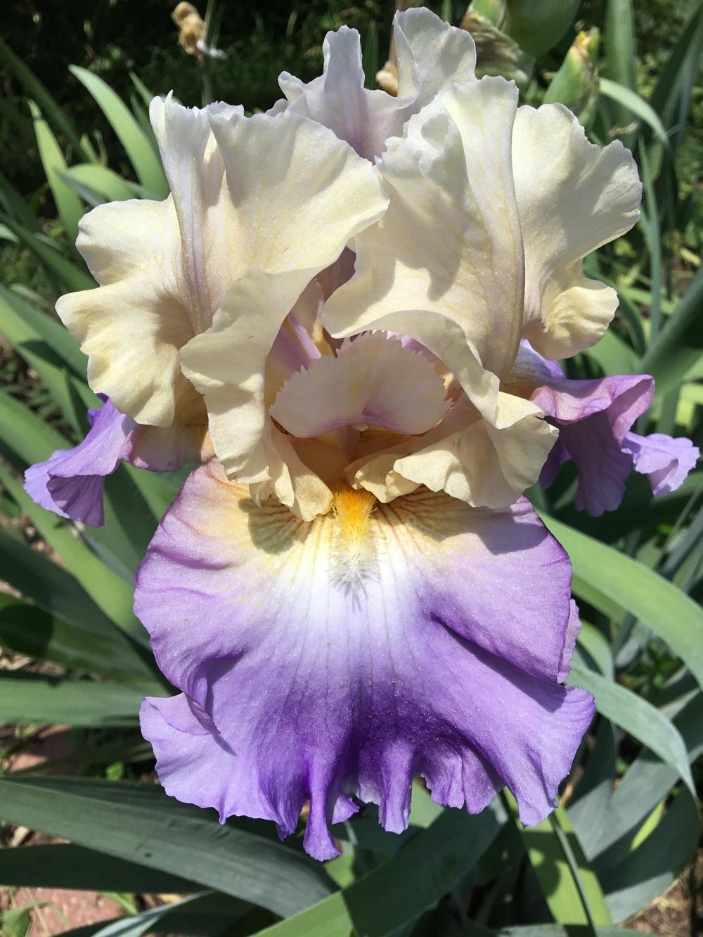 Photo of Tall Bearded Iris (Iris 'Mother Earth') uploaded by TexasShellie