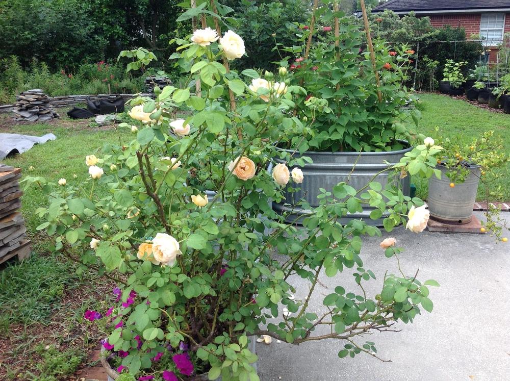 Photo of Rose (Rosa 'Jude the Obscure') uploaded by UrbanFarmGirl