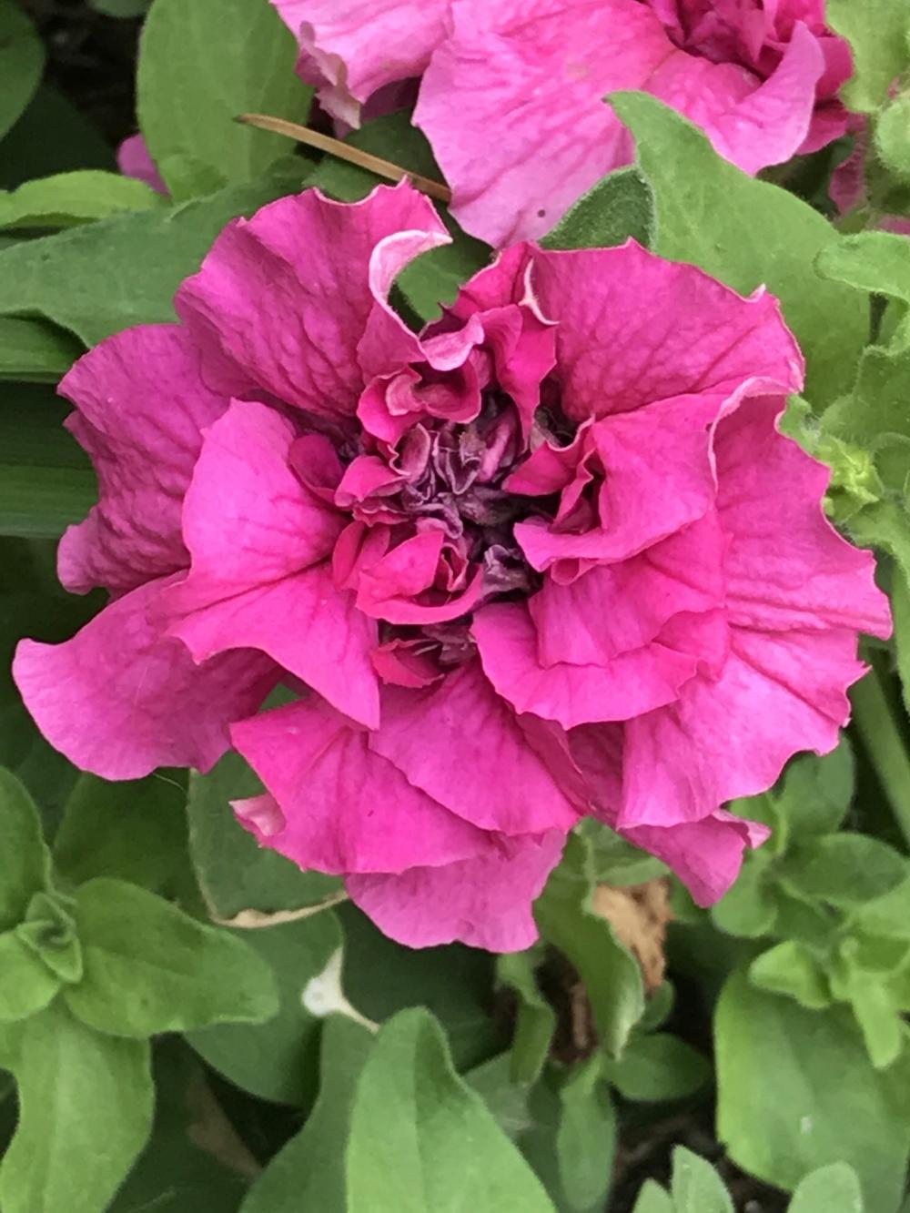 Photo of Double Grandiflora Petunia (Petunia 'Double Cascade Pink') uploaded by bxncbx