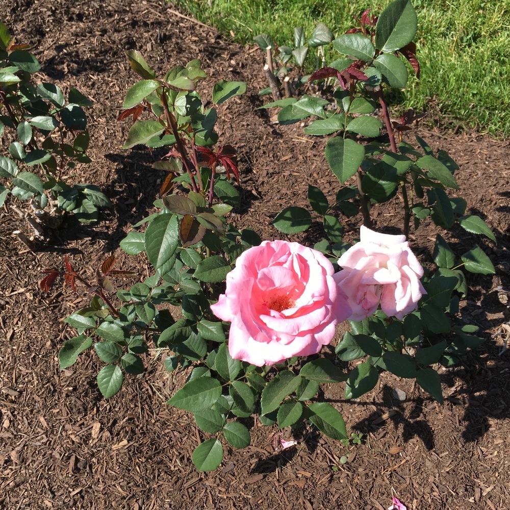 Photo of Rose (Rosa 'Queen Elizabeth') uploaded by csandt