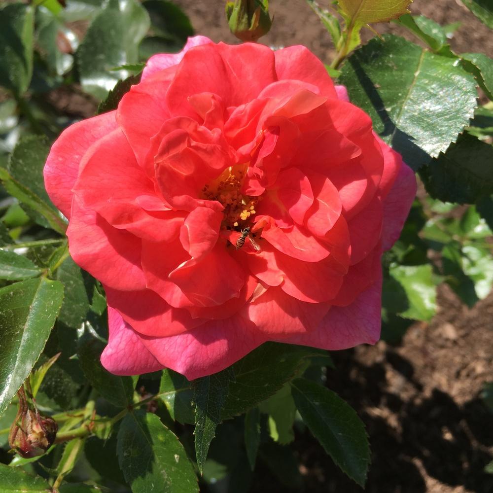 Photo of Rose (Rosa 'Summer Sun') uploaded by csandt