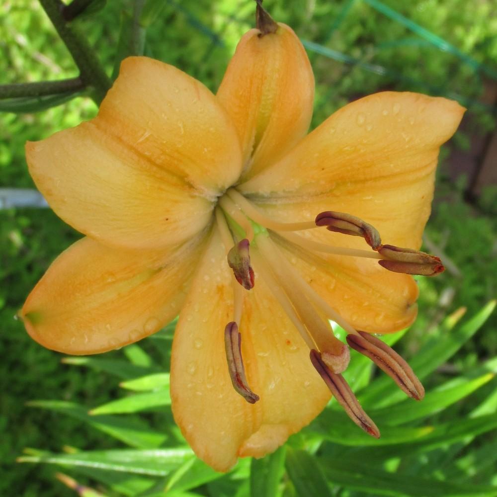 Photo of Lily (Lilium 'Pearl Stacey') uploaded by stilldew