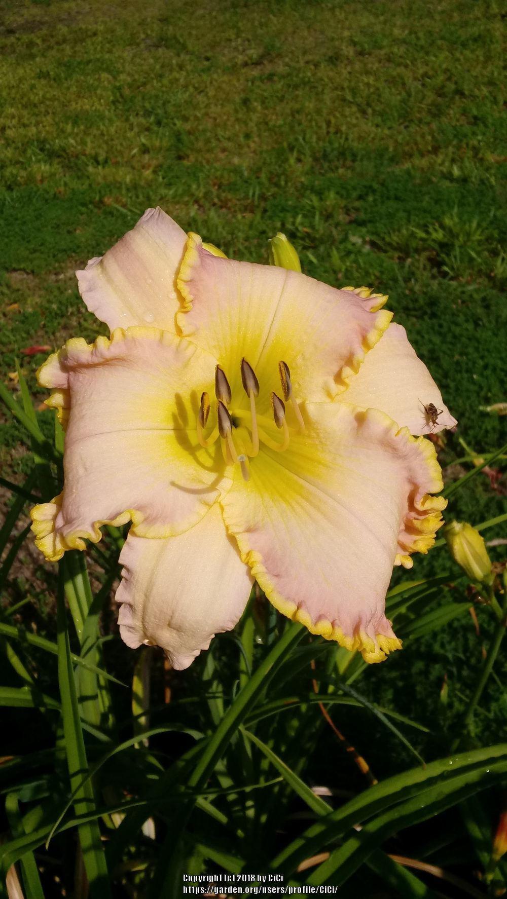 Photo of Daylily (Hemerocallis 'Compliment Magnet') uploaded by CiCi