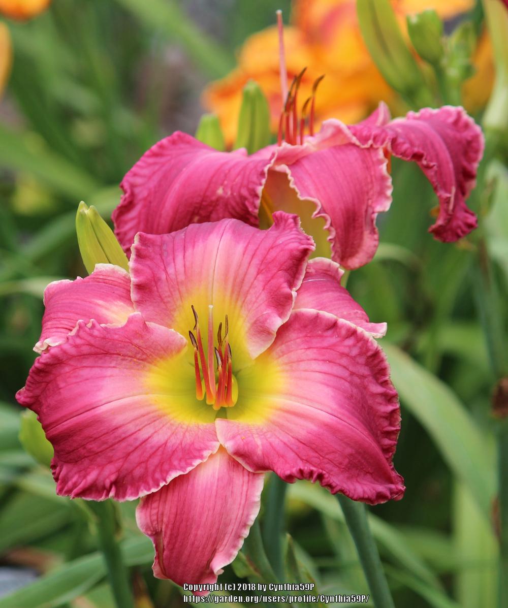 Photo of Daylily (Hemerocallis 'Rosy Complexion') uploaded by Cynthia59P