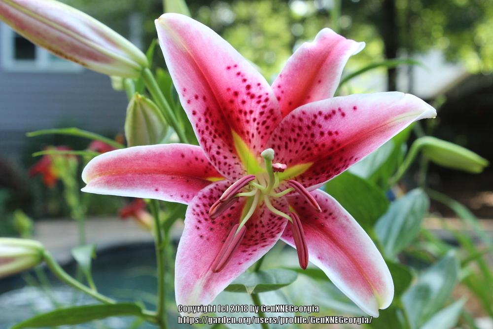 Photo of Oriental Lily (Lilium 'Star Gazer') uploaded by GenXNEGeorgia