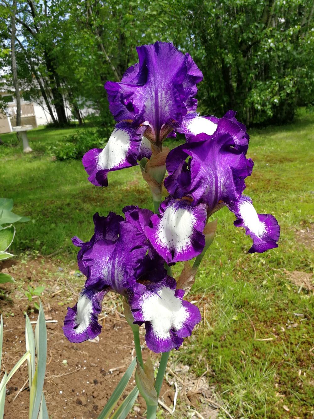 Photo of Tall Bearded Iris (Iris 'Stepping Out') uploaded by JLWilliams