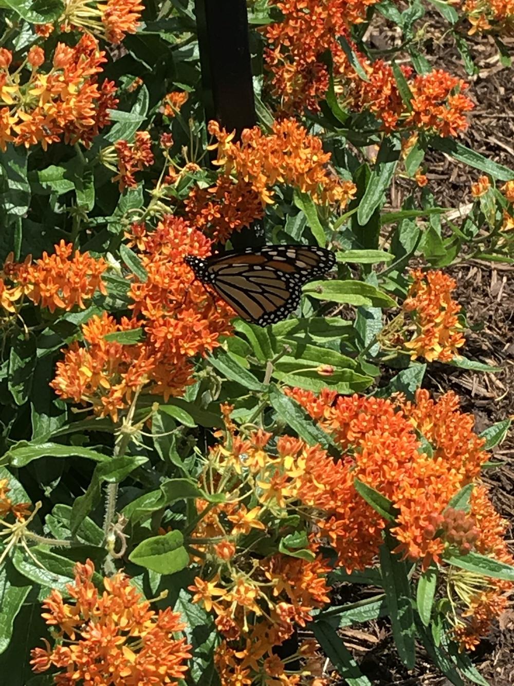 Photo of Butterfly Milkweed (Asclepias tuberosa) uploaded by Legalily