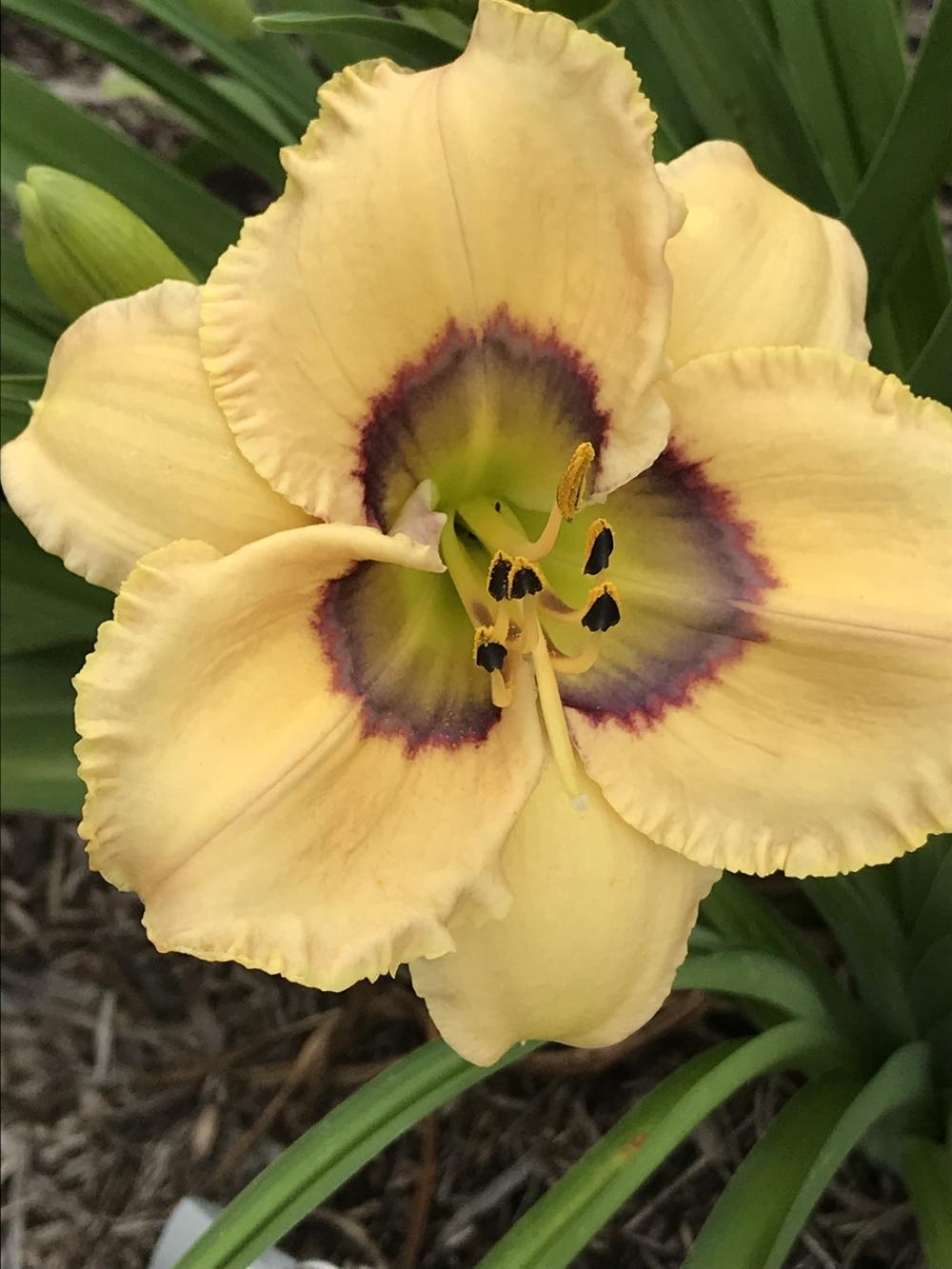 Photo of Daylily (Hemerocallis 'Oceans Eleven') uploaded by Legalily