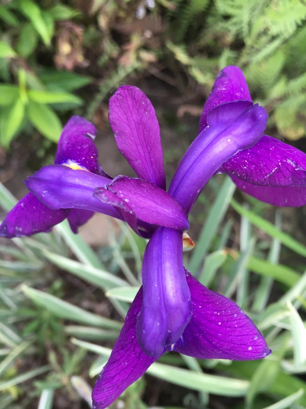 Photo of Japanese Iris (Iris ensata 'Silverband') uploaded by Lucichar